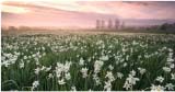 field of flowers