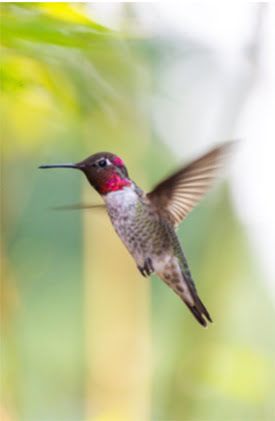 Hummingbird