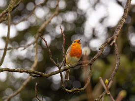 Hope is the thing with feathers