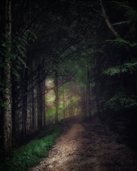 Fairytale Dark Forest