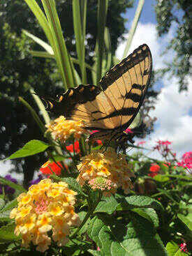Butterfly