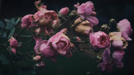 Pink wilting roses