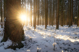 Snowy Morning Scene