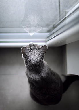 Cat looking out the window