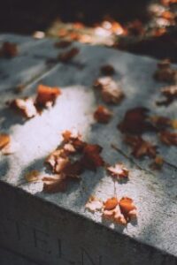 Leaves
