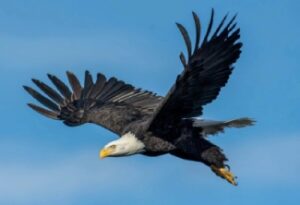 Eagle Flying
