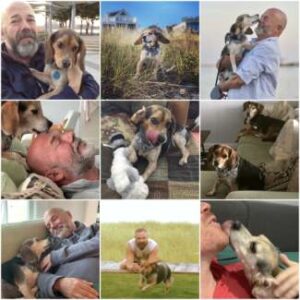 Collage Andrew Sullivan and Bowie