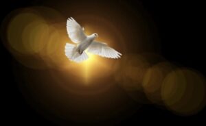 Dove