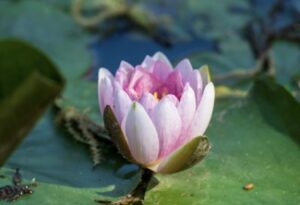Flowering Lilypad