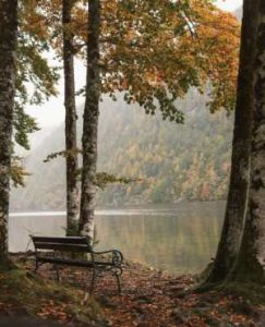 Bench By Lake