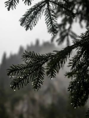 Pine Branches