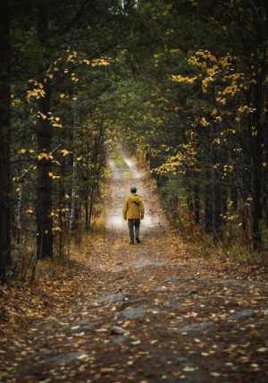 Person Walking On Path
