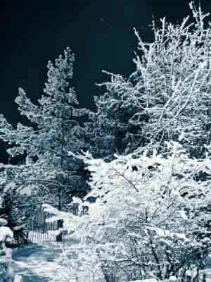 Snowy Trees