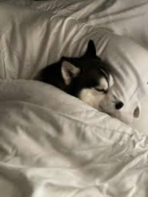 Elvis the Dog In Bed