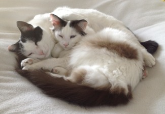 Two Cats Cuddling
